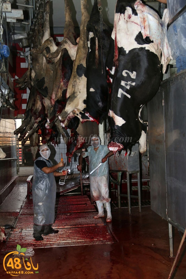 Jam3iya ada7ya (26).jpg